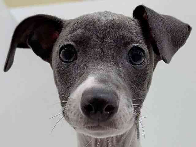 奈良県のイタリアングレーハウンド (ひごペットフレンドリーイオンモール橿原ウエスト・ビレッジ店/2025年11月29日生まれ/男の子/ブルーホワイト)の子犬の1枚目の画像