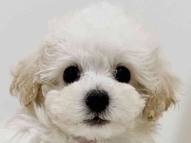 奈良県のトイプードル(トイ) (ひごペットフレンドリーイオンモール橿原ウエスト・ビレッジ店/2025年12月6日生まれ/男の子/ホワイト)の子犬の1枚目の画像