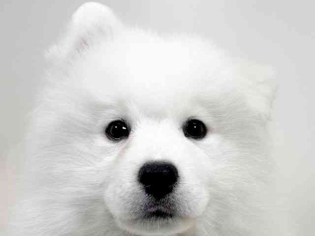 京都府のサモエド (ひごペットフレンドリーイズミヤショッピングセンター八幡店/2025年12月5日生まれ/女の子/ホワイト)の子犬の1枚目の画像