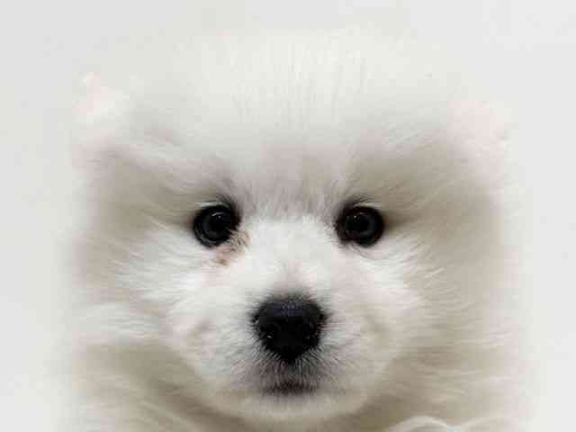 兵庫県のサモエド (ひごペットフレンドリーブルメールHAT神戸店/2025年12月5日生まれ/女の子/ホワイト)の子犬の1枚目の画像