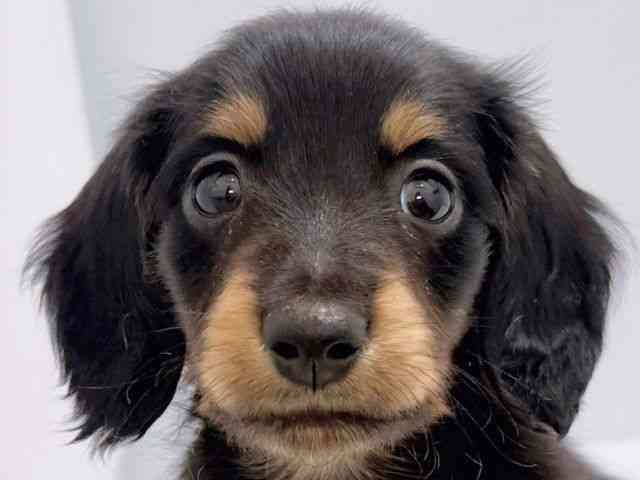 大阪府のカニンヘンダックスフンド(ロング) (ひごペットフレンドリーイズミヤショッピングセンター千里丘店/2025年12月6日生まれ/男の子/ブラックタン)の子犬の1枚目の画像