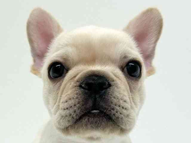 兵庫県のフレンチブルドッグ (ひごペットフレンドリーブルメールHAT神戸店/2025年12月5日生まれ/男の子/クリーム)の子犬の1枚目の画像