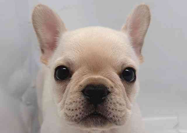 鳥取県のフレンチブルドッグ (ひごペットフレンドリーイオンモール鳥取北店/2025年12月5日生まれ/女の子/クリーム)の子犬の1枚目の画像