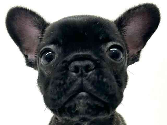 兵庫県のフレンチブルドッグ (ひごペットフレンドリーブルメールHAT神戸店/2025年12月5日生まれ/女の子/ブリンドルホワイト)の子犬の1枚目の画像