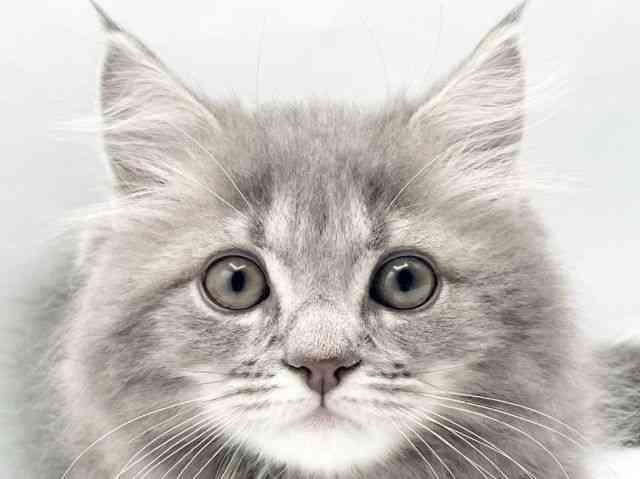 奈良県のサイベリアン (ひごペットフレンドリートナリエ大和高田店/2025年11月27日生まれ/男の子/ブルータビー)の子猫の1枚目の画像