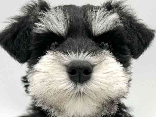 大阪府のミニチュアシュナウザー (ひごペットフレンドリーららぽーとEXPOCITY店/2025年12月6日生まれ/男の子/ブラックシルバー)の子犬の1枚目の画像