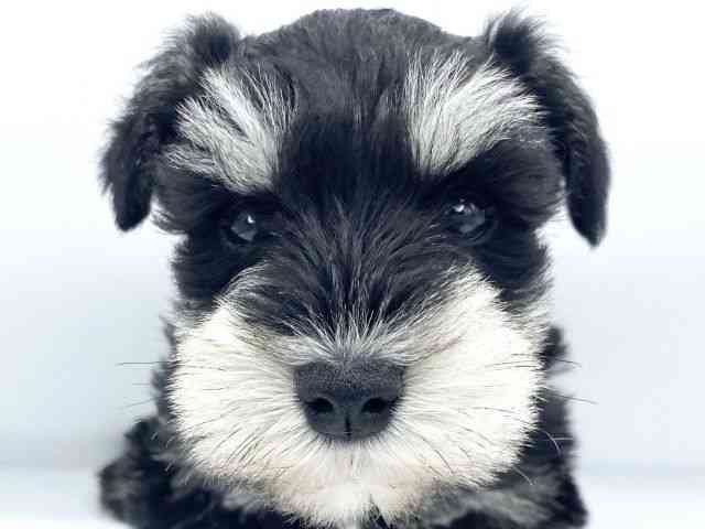 大阪府のミニチュアシュナウザー (ひごペットフレンドリーららぽーとEXPOCITY店/2025年12月6日生まれ/男の子/ブラックシルバー)の子犬の1枚目の画像