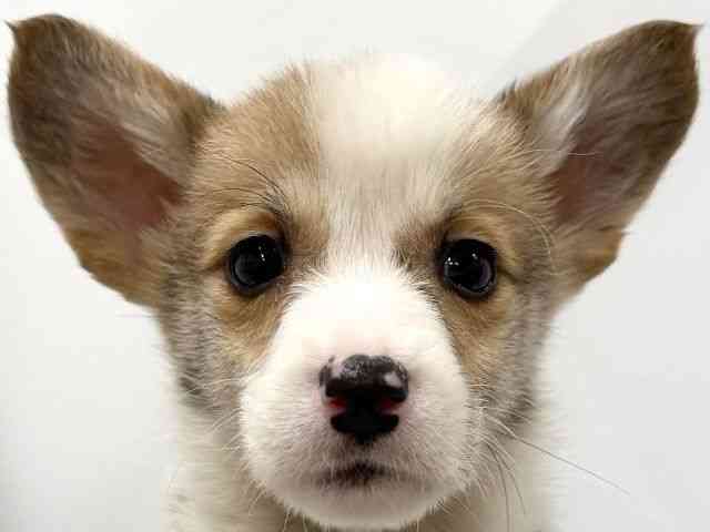 京都府のウェルシュコーギーペンブローク (ひごペットフレンドリー京都店/2025年12月6日生まれ/女の子/レッドホワイト)の子犬の1枚目の画像