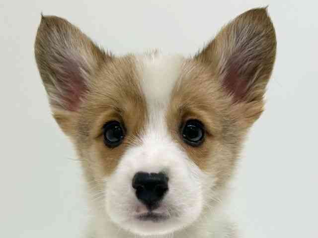 兵庫県のウェルシュコーギーペンブローク (ひごペットフレンドリーブルメールHAT神戸店/2025年12月6日生まれ/男の子/レッドホワイト)の子犬の1枚目の画像