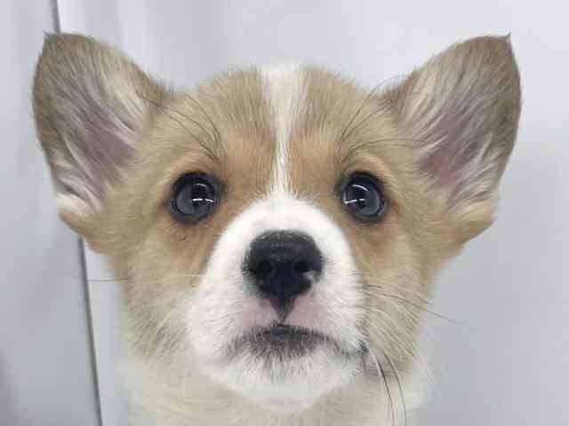 兵庫県のウェルシュコーギーペンブローク (ひごペットフレンドリーイオンタウン加古川店/2025年12月6日生まれ/男の子/レッドホワイト)の子犬の1枚目の画像