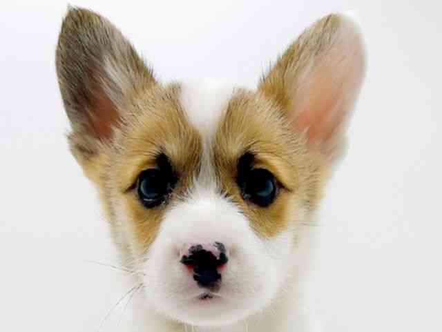 広島県のウェルシュコーギーペンブローク (ひごペットフレンドリーフジグラン神辺店/2025年12月6日生まれ/男の子/レッドホワイト)の子犬の1枚目の画像