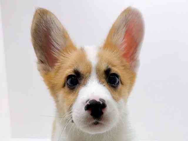 広島県のウェルシュコーギーペンブローク (ひごペットフレンドリーフジグラン神辺店/2025年12月6日生まれ/男の子/レッドホワイト)の子犬の1枚目の画像