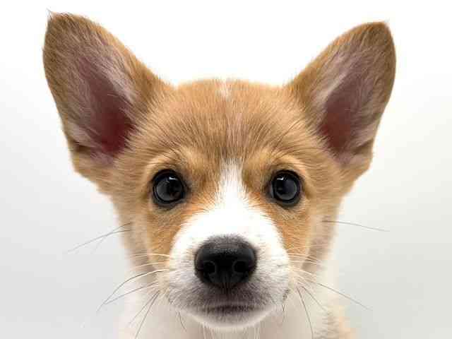 奈良県のウェルシュコーギーペンブローク (ひごペットフレンドリー田原本店/2025年12月5日生まれ/男の子/レッドホワイト)の子犬の1枚目の画像