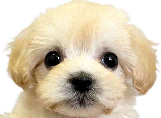 愛媛県のマルプー(マルチーズ×プードル) (ひごペットフレンドリーエミフルMASAKI店/2025年12月7日生まれ/女の子/アプリコット)の子犬の1枚目の画像