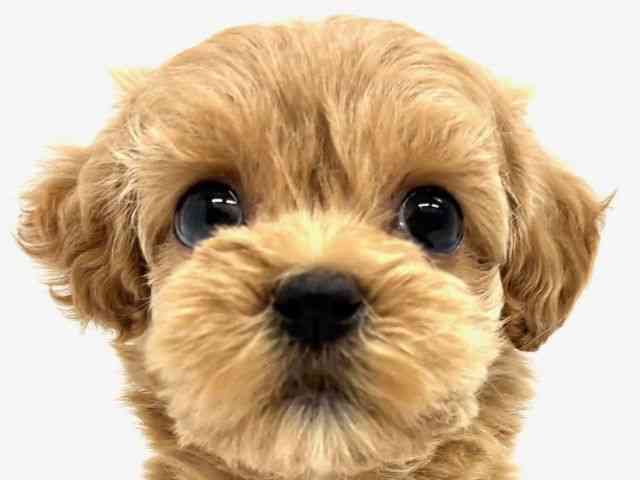 大阪府のマルプー(マルチーズ×プードル) (ひごペットフレンドリーイオンタウン茨木太田店/2025年12月6日生まれ/女の子/アプリコット)の子犬の1枚目の画像