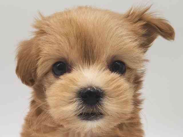 大阪府のマルプー(マルチーズ×プードル) (ひごペットフレンドリー泉ヶ丘店/2025年12月5日生まれ/男の子/アプリコット)の子犬の1枚目の画像