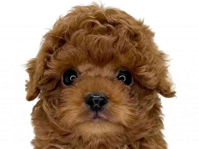 兵庫県のトイプードル(トイ) (ひごペットフレンドリーイトーヨーカドー明石店/2025年12月7日生まれ/男の子/レッド)の子犬