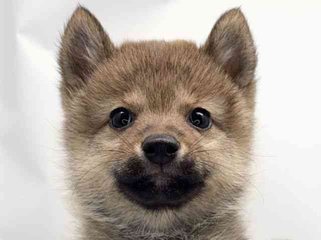 京都府のポメ柴/豆ポメ/ポメ豆柴(ポメラニアン×柴犬) (ひごペットフレンドリー洛北阪急スクエア店/2025年12月5日生まれ/女の子/レッド)の子犬の1枚目の画像