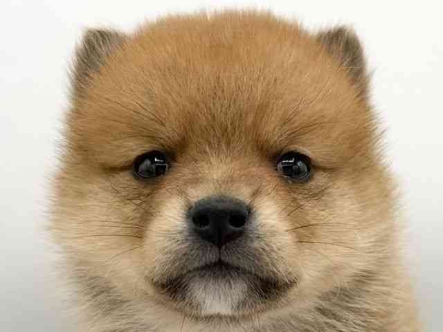 大阪府のポメ柴/豆ポメ/ポメ豆柴(ポメラニアン×柴犬) (ひごペットフレンドリーららぽーとEXPOCITY店/2025年12月5日生まれ/女の子/レッド)の子犬の1枚目の画像