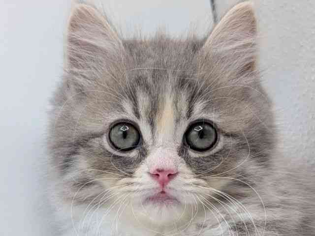 香川県のサイベリアン (ひごペットフレンドリーゆめタウン高松店/2025年12月6日生まれ/男の子/ブルータビーホワイト)の子猫の1枚目の画像