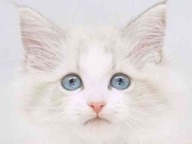 2025年12月7日生まれのネヴァマスカレード