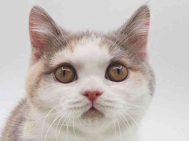 大阪府のブリティッシュショートヘアー (ひごペットフレンドリー泉ヶ丘店/2025年12月6日生まれ/女の子/ライラッククリーム＆ホワイト)の子猫の1枚目の画像