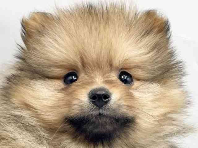 奈良県のポメラニアン (ひごペットフレンドリートナリエ大和高田店/2025年12月4日生まれ/男の子/オレンジ)の子犬