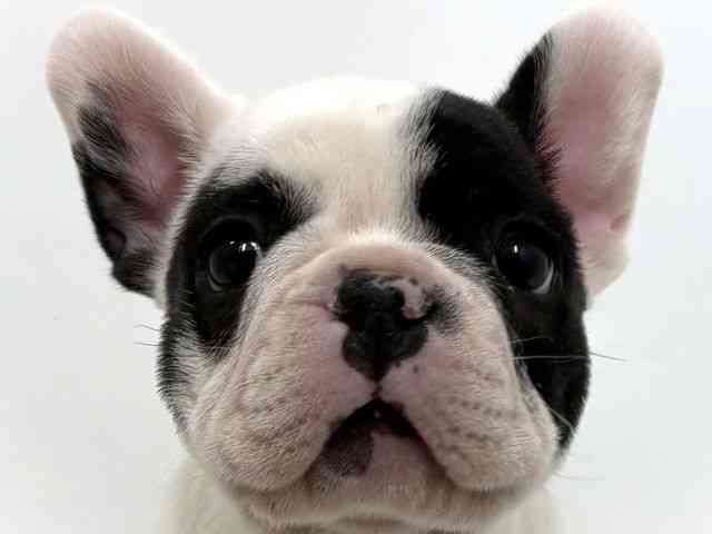 大阪府のフレンチブルドッグ (ひごペットフレンドリーベルファⅡ都島店/2025年12月6日生まれ/男の子/パイド)の子犬の1枚目の画像