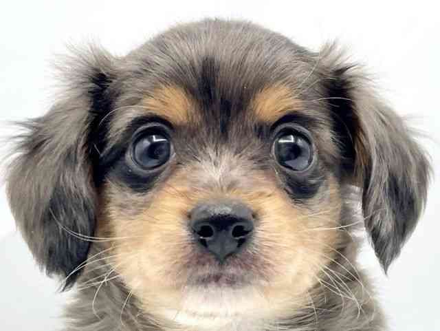 奈良県のチワックス(チワワ×ダックス) (ひごペットフレンドリートナリエ大和高田店/2025年12月6日生まれ/男の子/シルバーダップル)の子犬の1枚目の画像