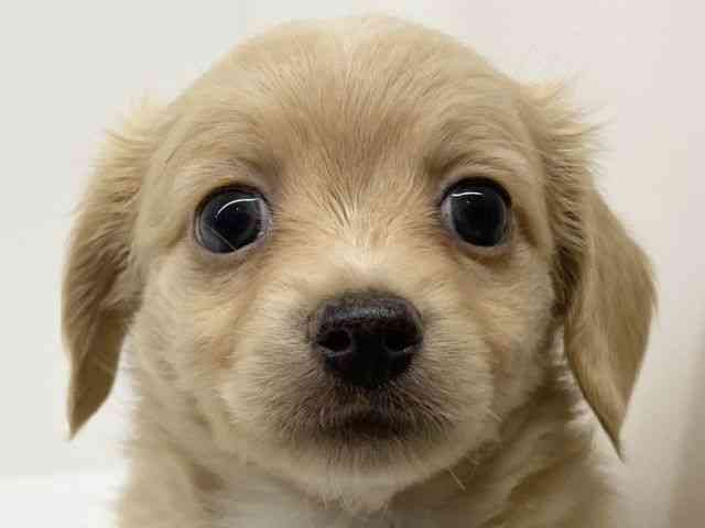 兵庫県のチワックス(チワワ×ダックス) (ひごペットフレンドリーブルメールHAT神戸店/2025年12月6日生まれ/女の子/イエロー)の子犬