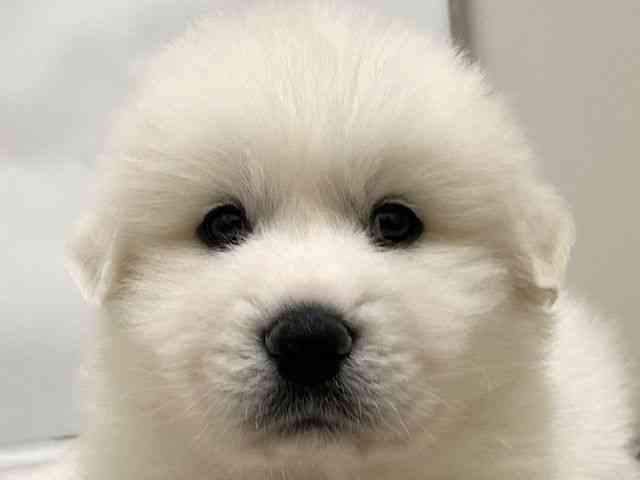 和歌山県のグレートピレニーズ (ひごペットフレンドリーパームシティ和歌山店/2025年12月5日生まれ/男の子/ホワイト)の子犬の1枚目の画像