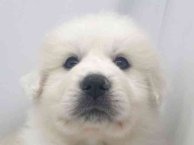 兵庫県のグレートピレニーズ (ひごペットフレンドリーイオンタウン加古川店/2025年12月5日生まれ/男の子/ホワイト)の子犬の1枚目の画像