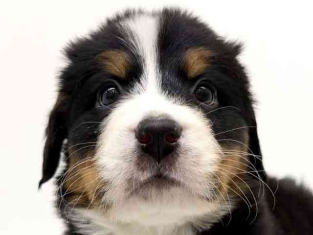 2025年12月6日生まれのバーニーズマウンテンドッグ