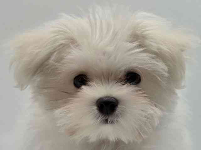 島根県のポメマル/マルポメ(ポメラニアン×マルチーズ) (ひごペットフレンドリーイオンモール出雲店/2025年12月6日生まれ/男の子/ホワイト)の子犬の1枚目の画像