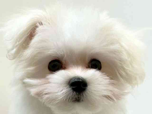 兵庫県のポメマル/マルポメ(ポメラニアン×マルチーズ) (ひごペットフレンドリーブルメールHAT神戸店/2025年12月6日生まれ/男の子/ホワイト)の子犬の1枚目の画像