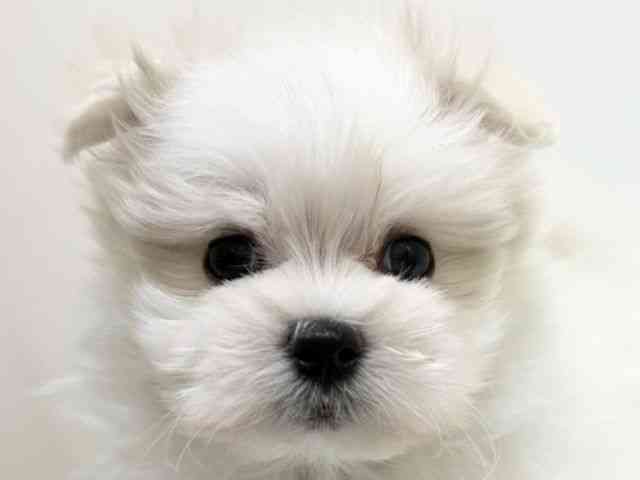 兵庫県のポメマル/マルポメ(ポメラニアン×マルチーズ) (ひごペットフレンドリーブルメールHAT神戸店/2025年12月6日生まれ/男の子/ホワイト)の子犬の1枚目の画像