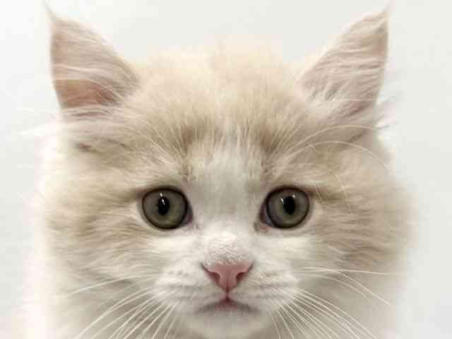 京都府のサイベリアン (ひごペットフレンドリー京都店/2025年12月2日生まれ/男の子/クリームタビーホワイト)の子猫の1枚目の画像