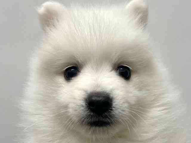 大阪府の日本スピッツ (ひごペットフレンドリー東淀川店/2025年12月7日生まれ/女の子/ホワイト)の子犬