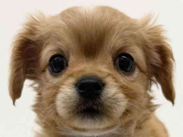 兵庫県のキャバチワ/チワキャバ(キャバリア×チワワ) (ひごペットフレンドリーブルメールHAT神戸店/2025年12月2日生まれ/女の子/ルビー)の子犬の1枚目の画像