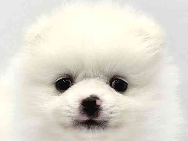 大阪府のポメラニアン (ひごペットフレンドリーイトーヨーカドー津久野店/2025年12月6日生まれ/男の子/ホワイト)の子犬の1枚目の画像