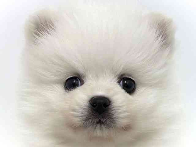 大阪府のポメラニアン (ひごペットフレンドリーベルファⅡ都島店/2025年12月6日生まれ/女の子/ホワイト)の子犬の1枚目の画像