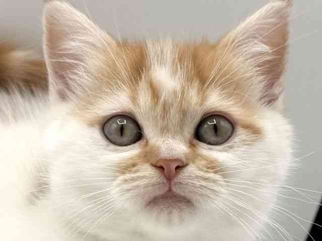 愛知県のマンチカン (ひごペットフレンドリープライムツリー赤池店/2025年12月3日生まれ/女の子/レッドタビーホワイト)の子猫の1枚目の画像