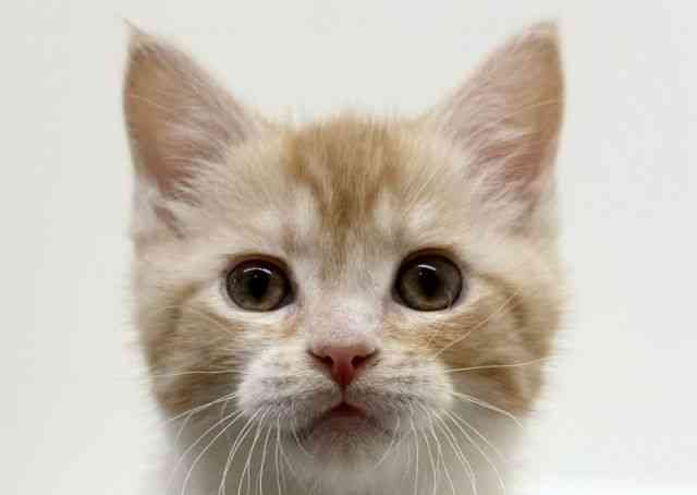 兵庫県のマンチカン (ひごペットフレンドリーブルメールHAT神戸店/2025年12月6日生まれ/男の子/レッドタビーホワイト)の子猫の1枚目の画像