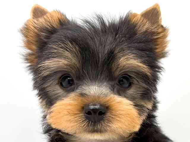 奈良県のヨークシャーテリア (ひごペットフレンドリー田原本店/2025年12月6日生まれ/男の子/スチールブルータン)の子犬の1枚目の画像