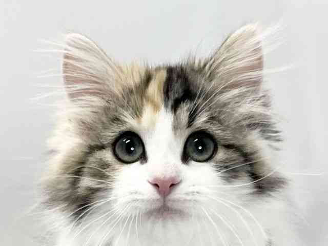 愛媛県のノルウェージャンフォレストキャット (ひごペットフレンドリーイオンモール今治新都市店/2025年11月28日生まれ/女の子/キャリコ)の子猫の1枚目の画像