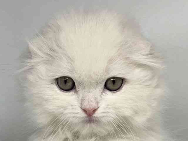 徳島県のスコティッシュフォールド (ひごペットフレンドリーゆめタウン徳島店/2025年12月6日生まれ/男の子/ホワイト)の子猫の1枚目の画像