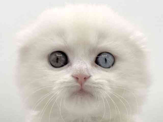 2025年12月5日生まれのスコティッシュフォールド