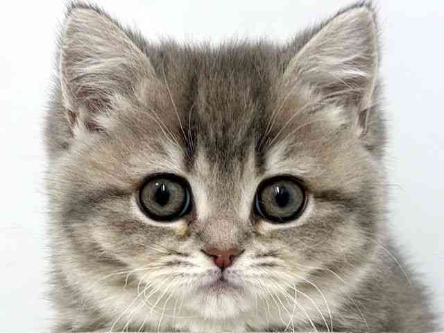 大阪府のブリティッシュショートヘアー (ひごペットフレンドリーベルファⅡ都島店/2025年12月3日生まれ/女の子/ブルーシェーデッドゴールデン)の子猫の1枚目の画像