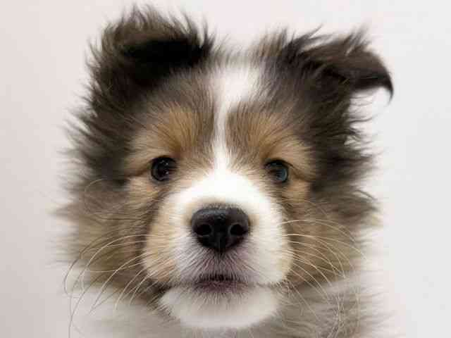 兵庫県のシェットランドシープドッグ (ひごペットフレンドリーブルメールHAT神戸店/2025年12月5日生まれ/男の子/セーブルホワイト)の子犬の1枚目の画像