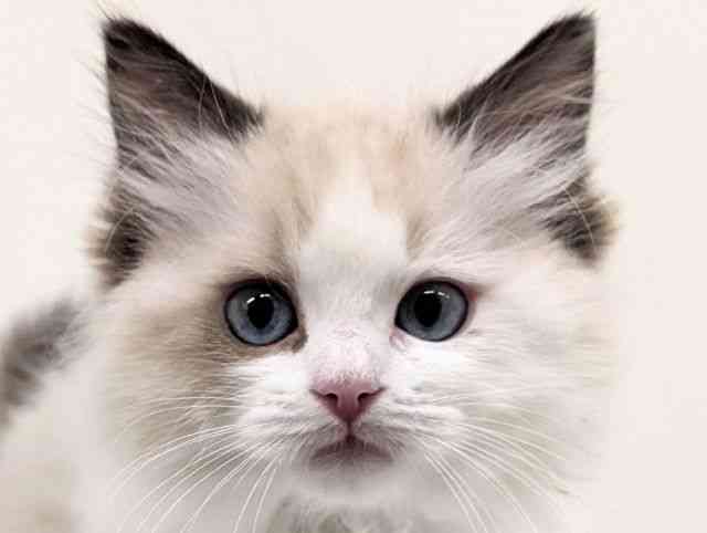 福岡県のラグドール (ひごペットフレンドリーリバーウォーク北九州店/2025年12月5日生まれ/女の子/シールポイントバイカラー)の子猫